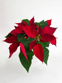 Poinsettia Christmas Plant - Bumble Plants