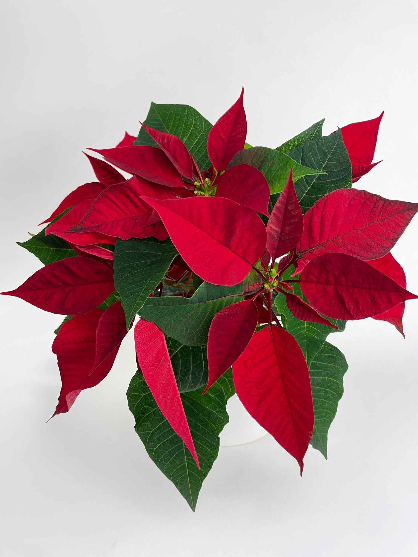 Poinsettia Christmas Plant - Bumble Plants