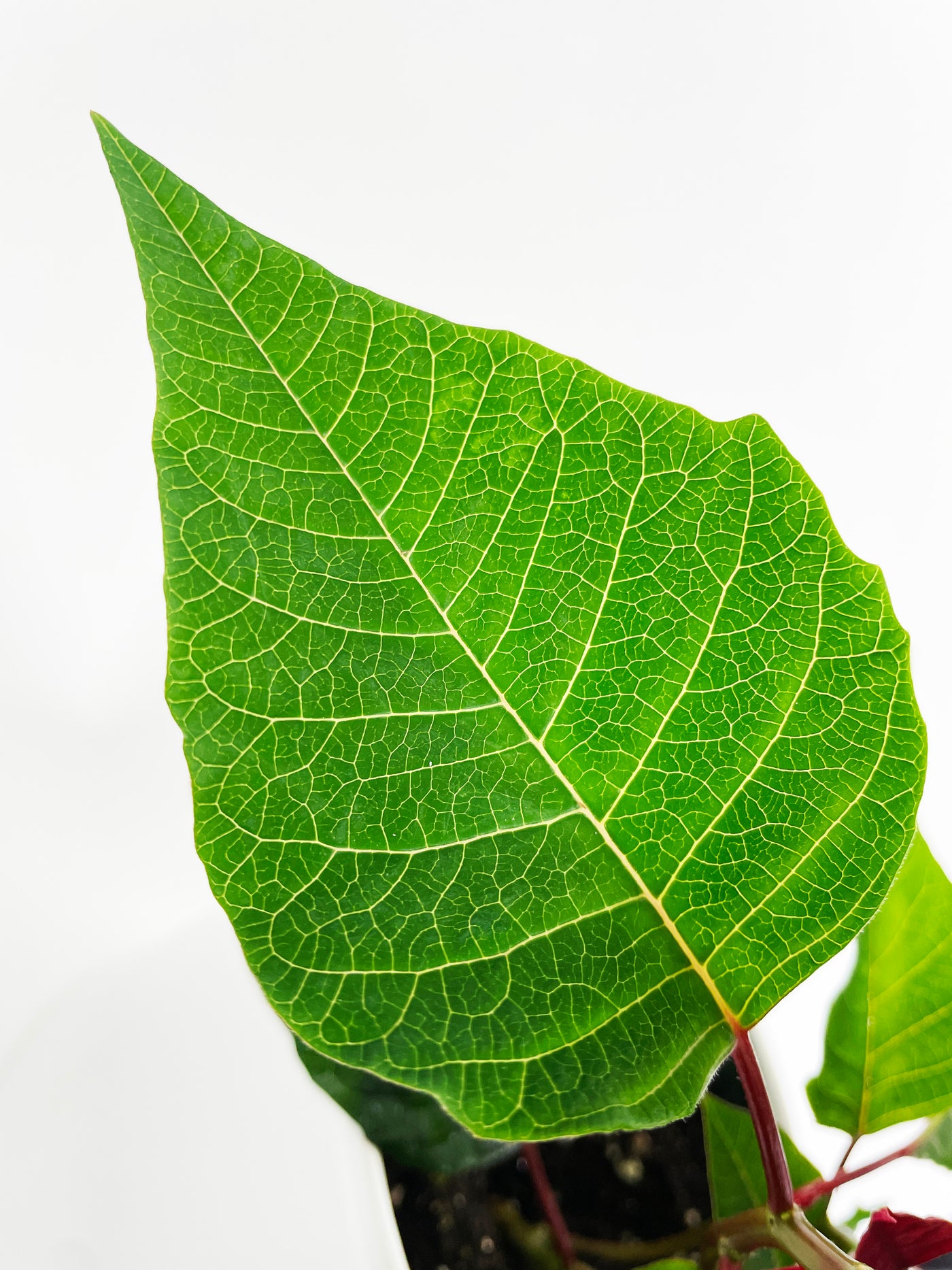 Poinsettia Christmas Plant - Bumble Plants