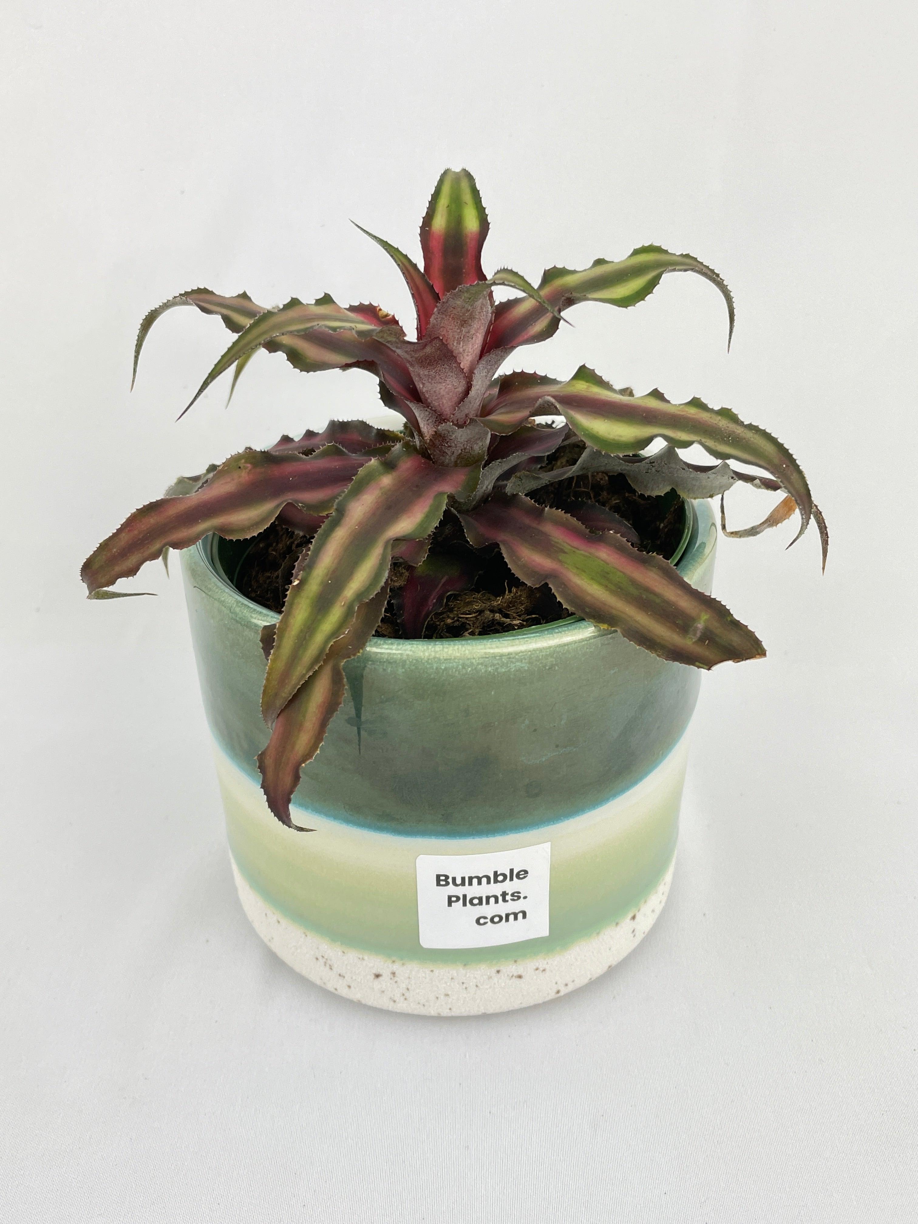 Red Star Bromeliad Cryptanthus Bivittatus - Bumble Plants