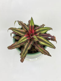 Red Star Bromeliad Cryptanthus Bivittatus - Bumble Plants