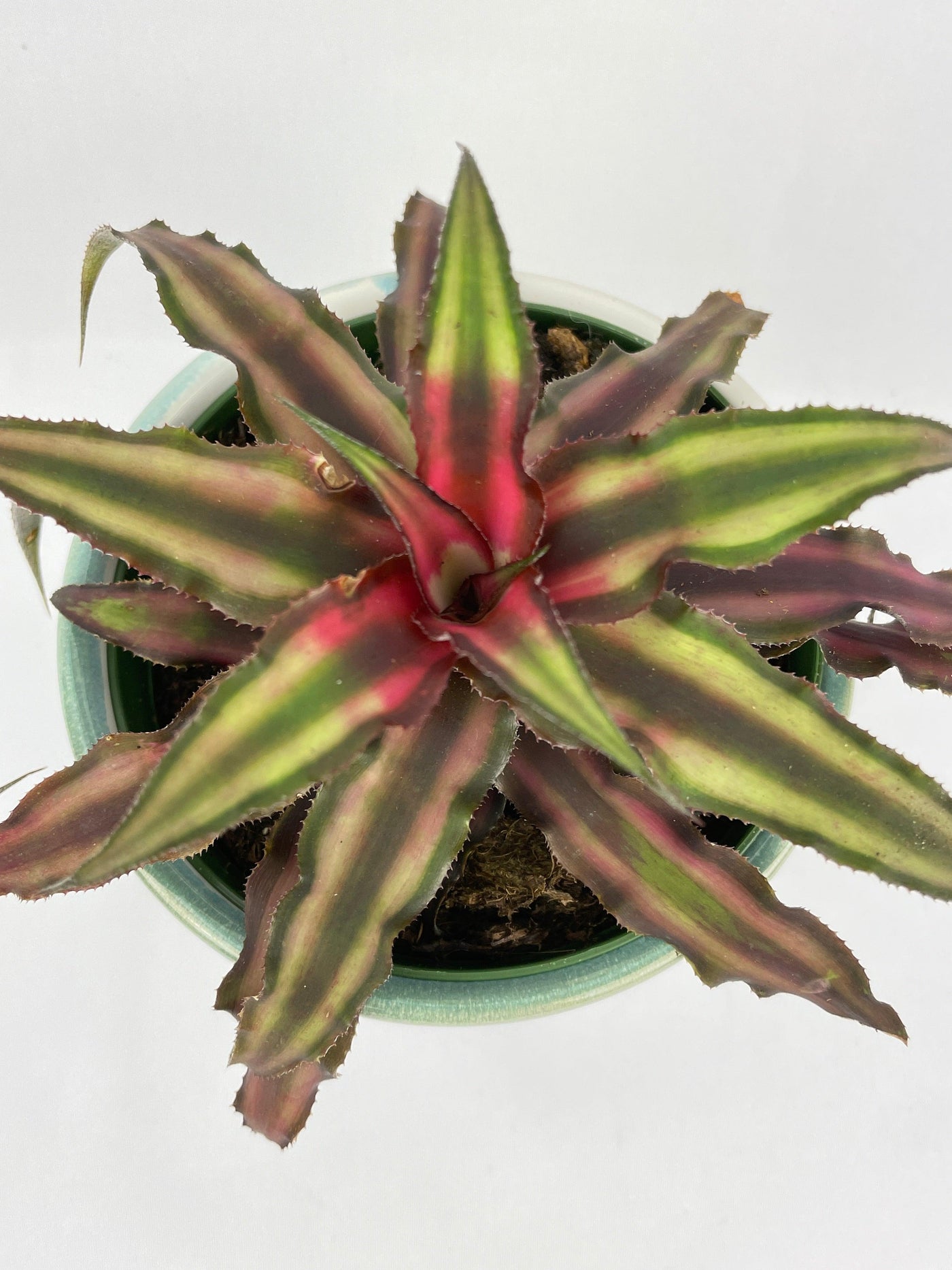 Red Star Bromeliad Cryptanthus Bivittatus - Bumble Plants