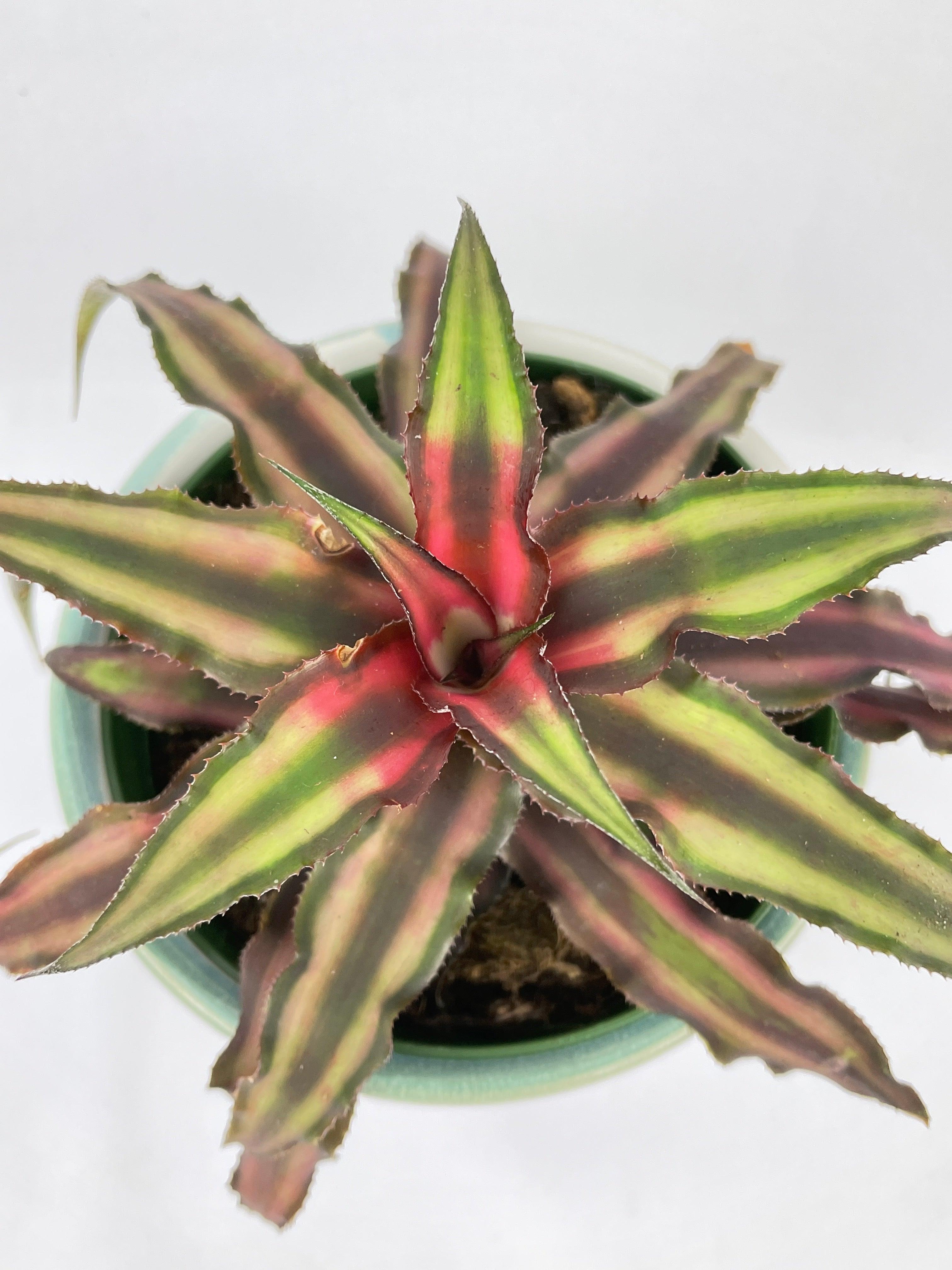 Red Star Bromeliad Cryptanthus Bivittatus - Bumble Plants