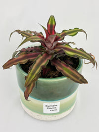 Red Star Bromeliad Cryptanthus Bivittatus - Bumble Plants