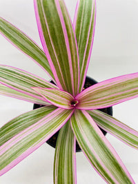 Rhoeo Tricolor Tradescantia Oyster Plant - Bumble Plants