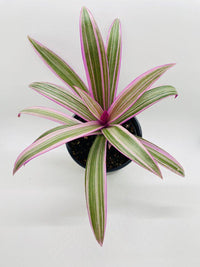 Rhoeo Tricolor Tradescantia Oyster Plant - Bumble Plants