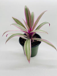 Rhoeo Tricolor Tradescantia Oyster Plant - Bumble Plants