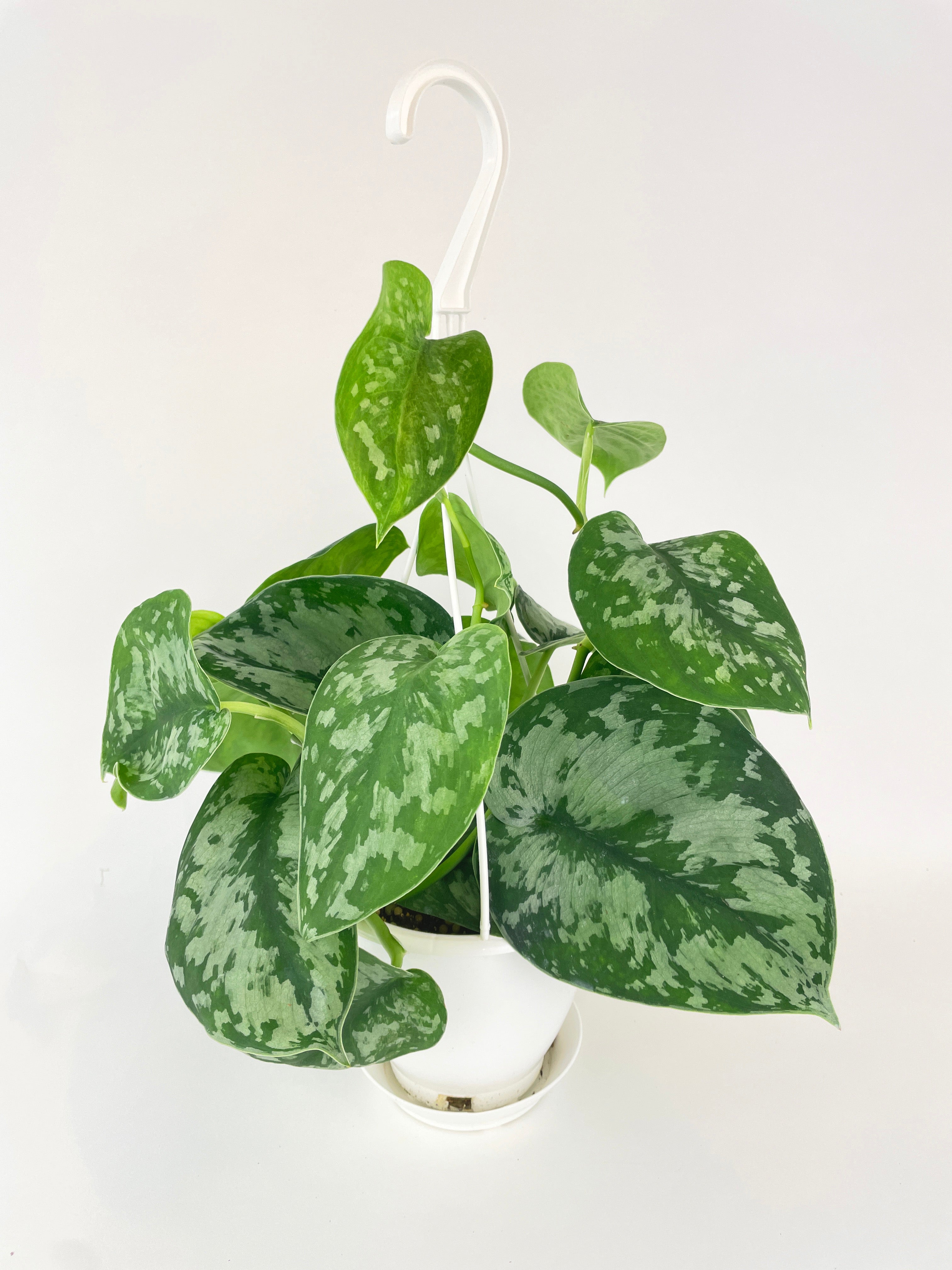 Scindapsus Pictus 'Exotica' Pothos - Bumble Plants