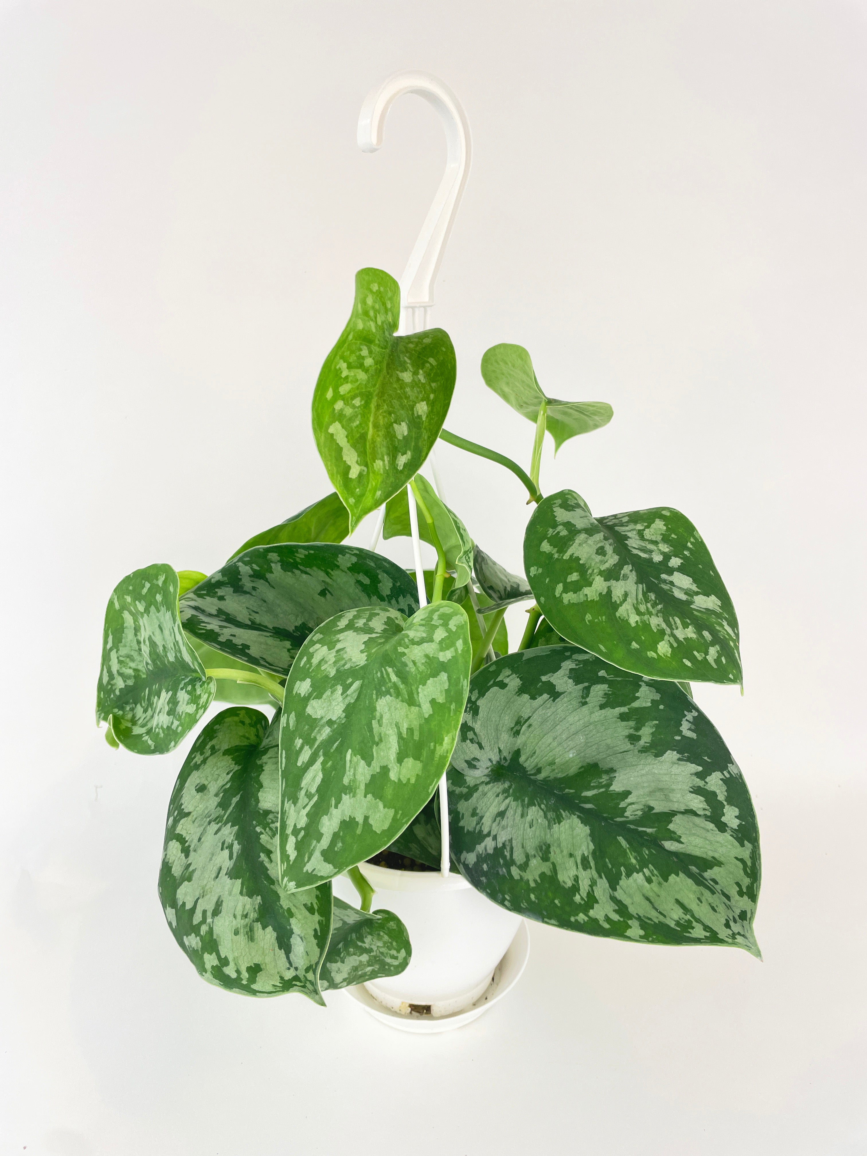 Scindapsus Pictus 'Exotica' Pothos - Bumble Plants