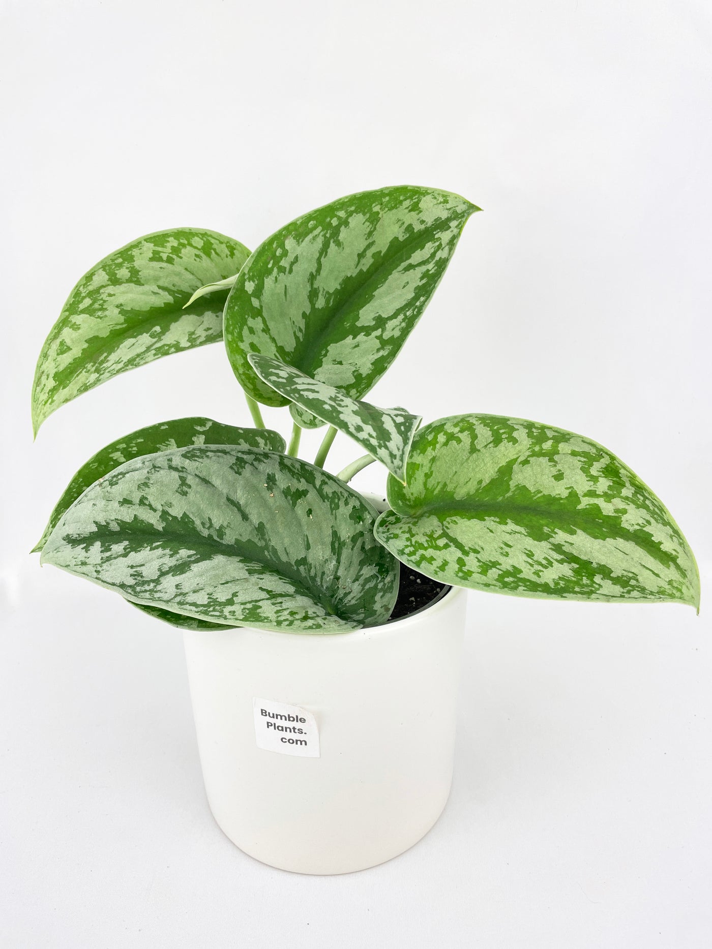 Scindapsus Pictus 'Exotica' Pothos - Bumble Plants