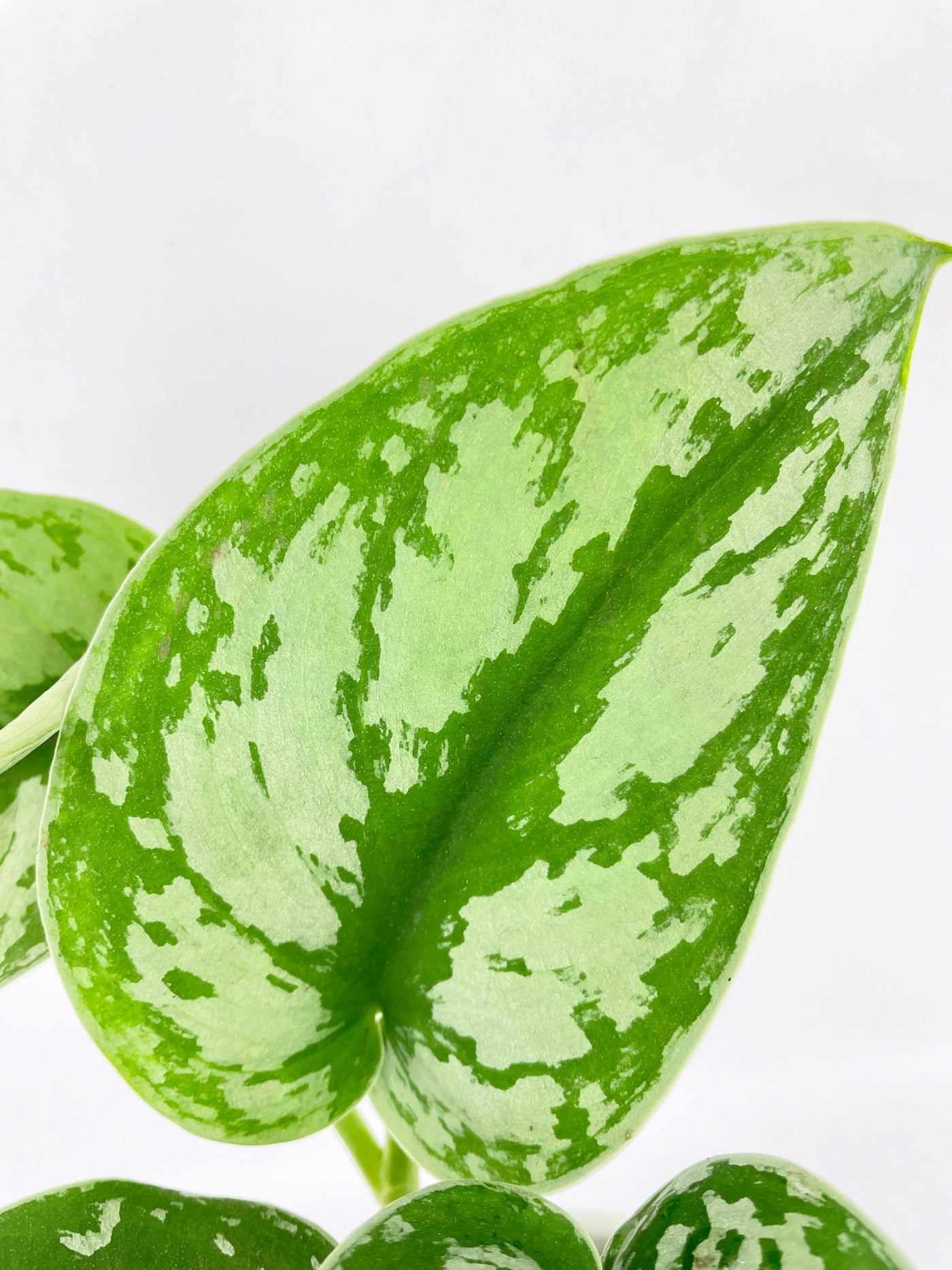 Scindapsus Pictus 'Exotica' Pothos - Bumble Plants