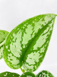 Scindapsus Pictus 'Exotica' Pothos - Bumble Plants