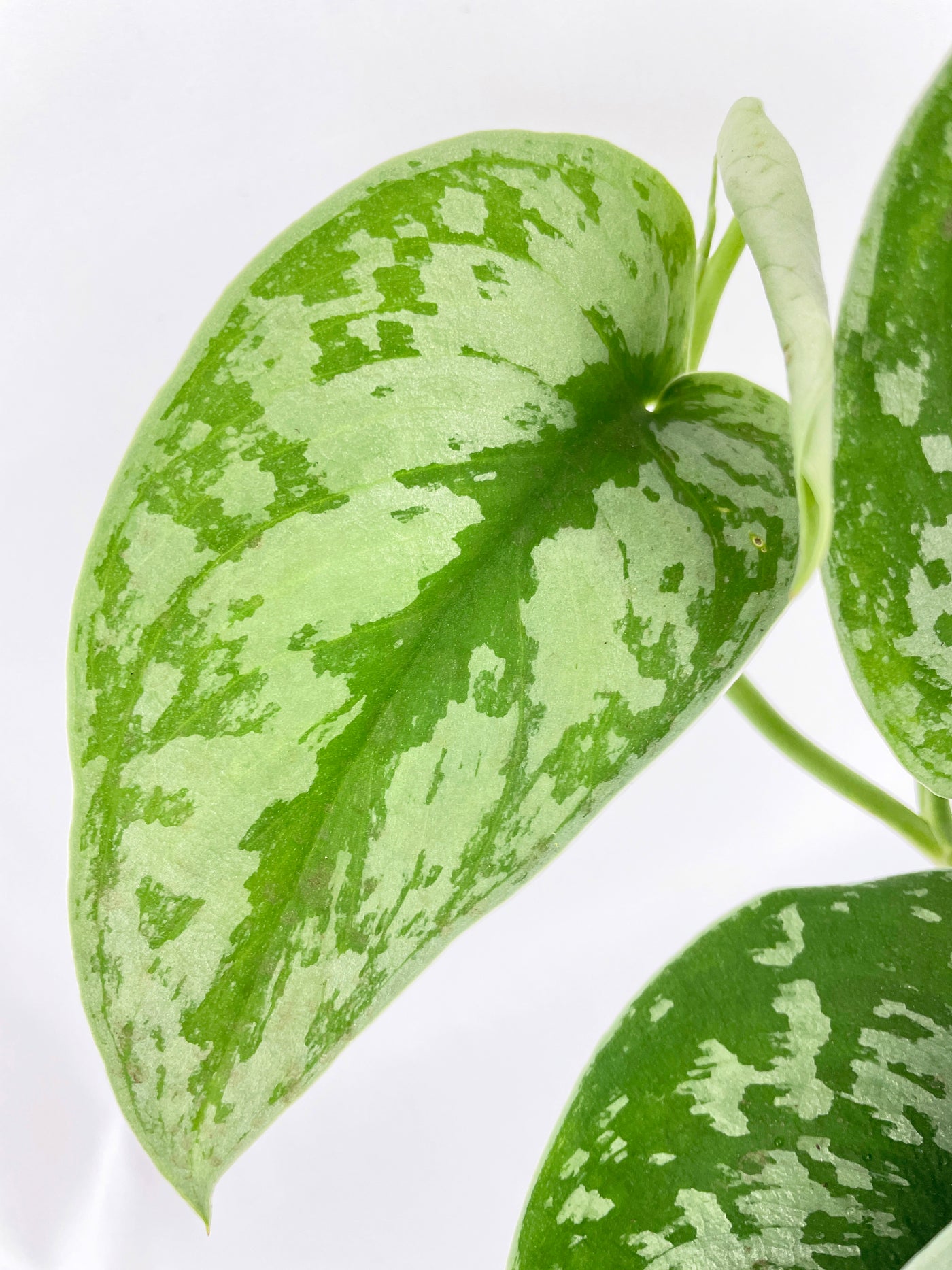 Scindapsus Pictus 'Exotica' Pothos - Bumble Plants