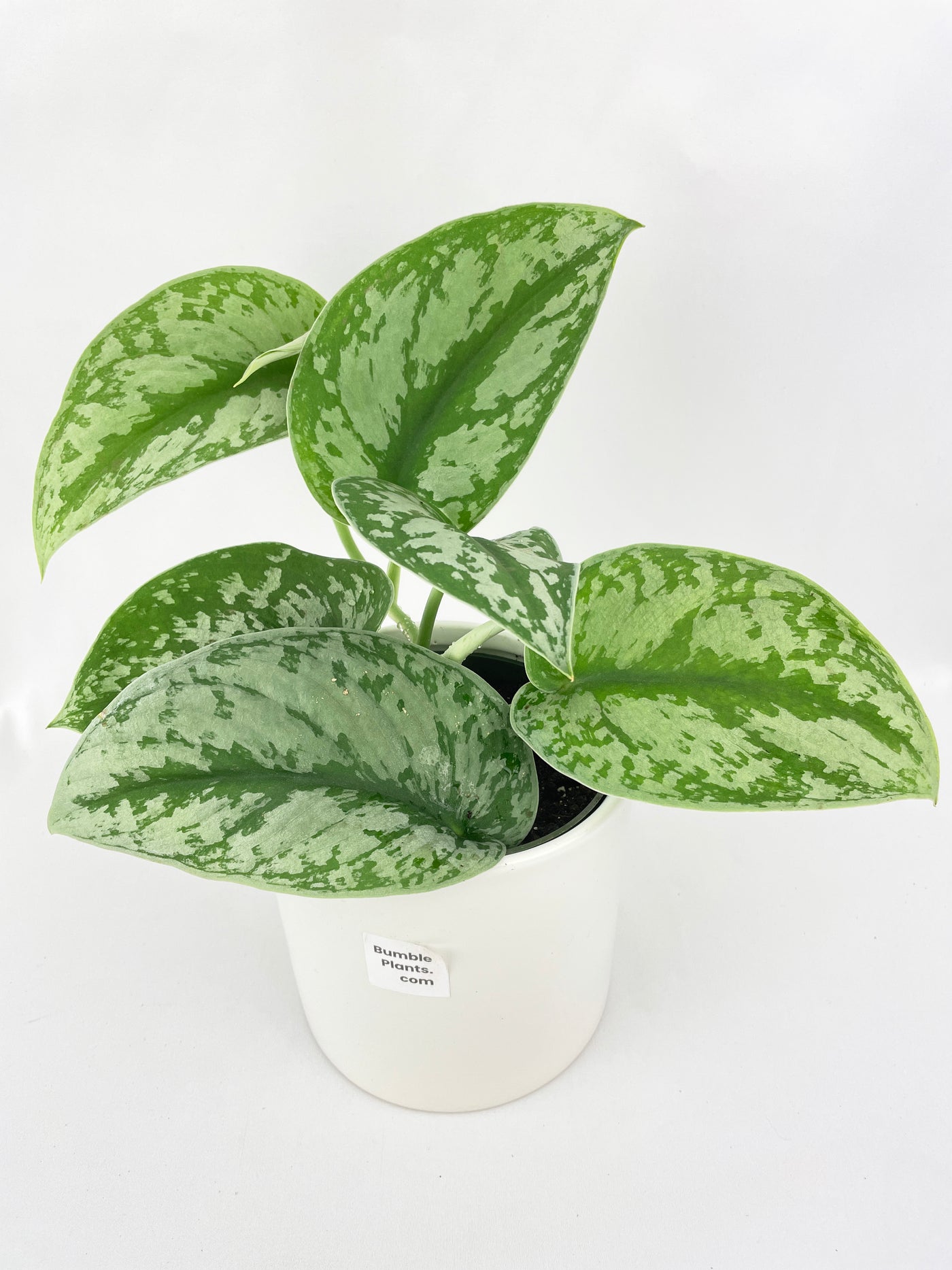 Scindapsus Pictus 'Exotica' Pothos - Bumble Plants