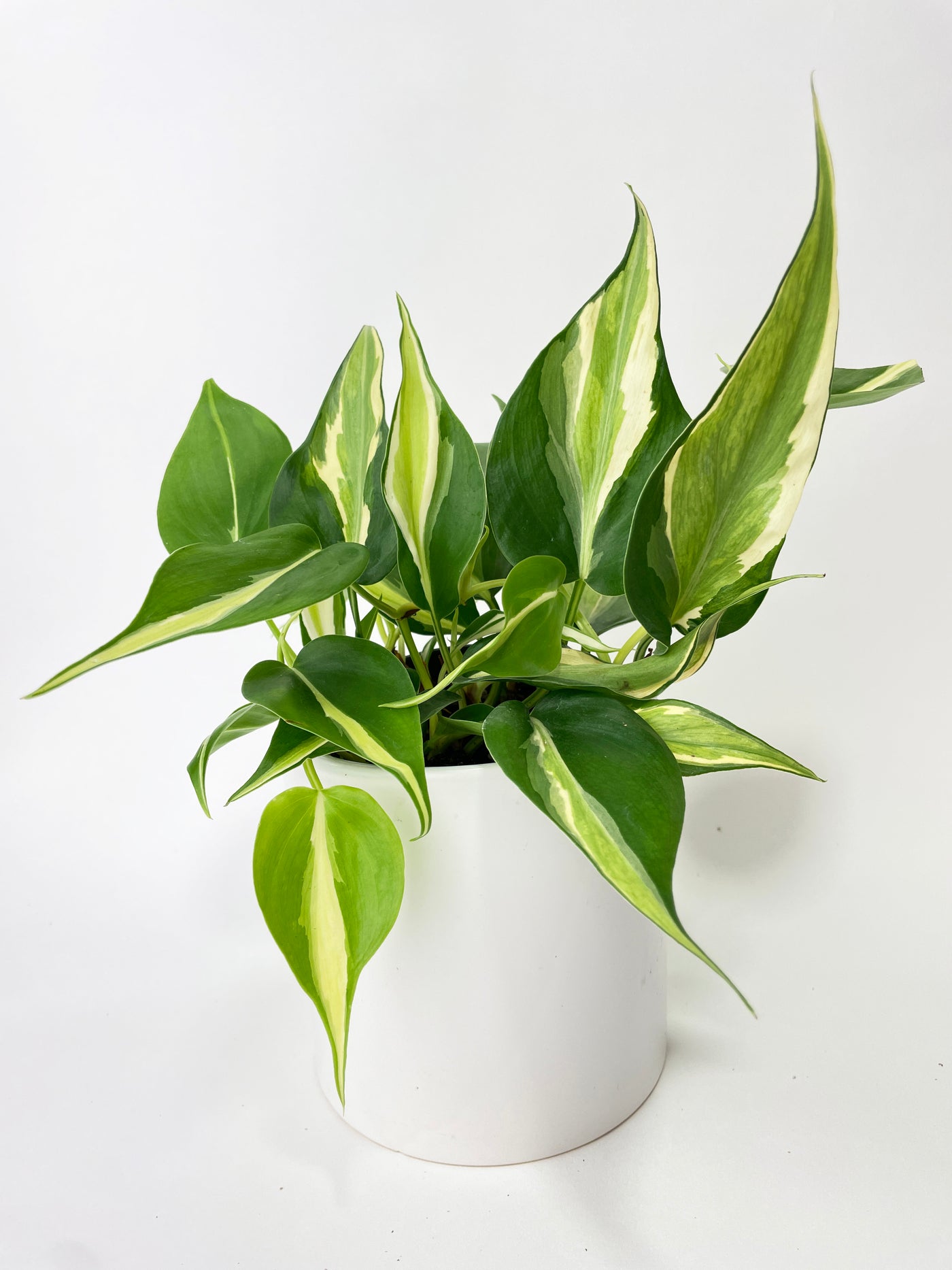 Philodendron Hederaceum Silver Stripe - Bumble Plants