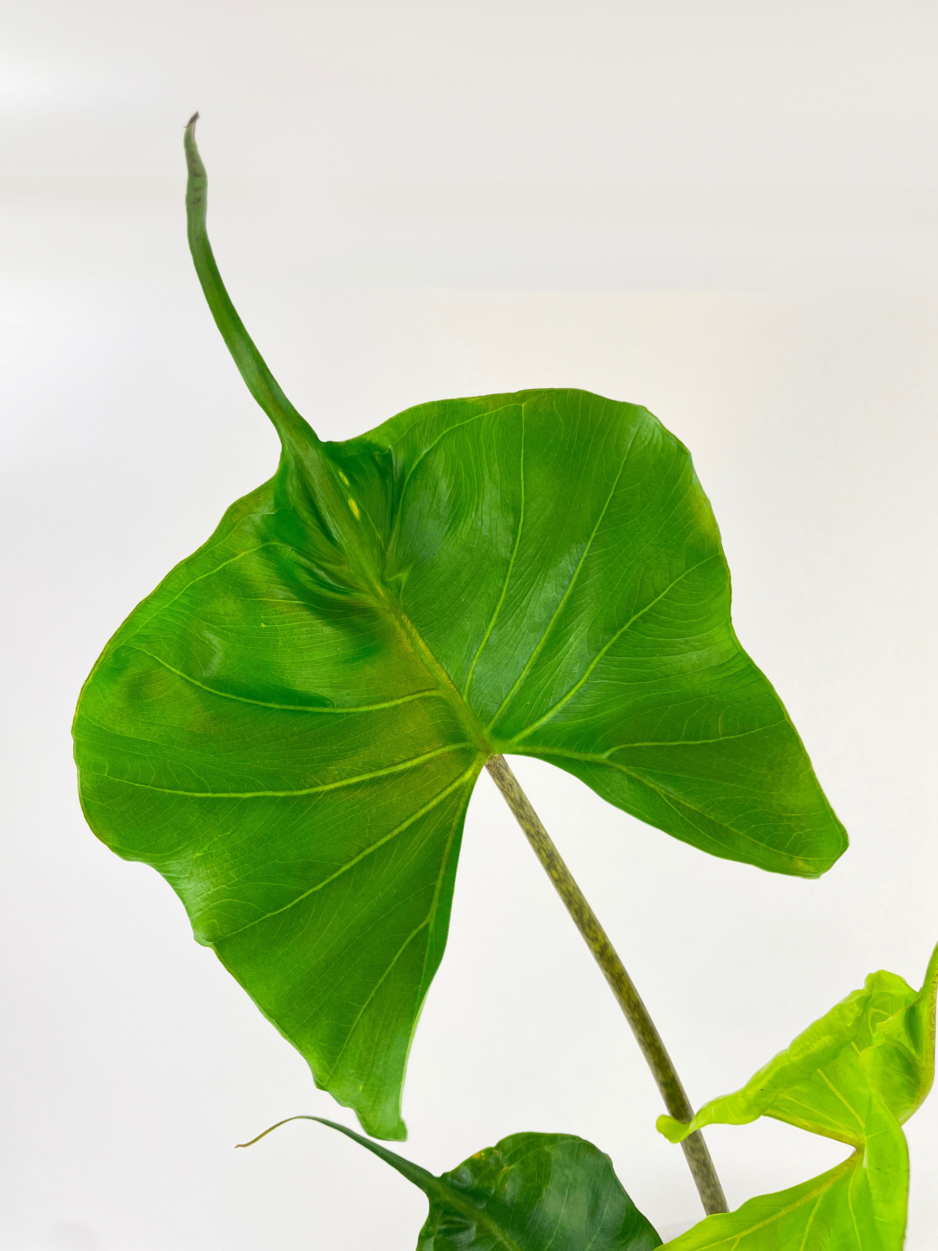 Alocasia ‘Stingray’ Macrorrhiza - Bumble Plants