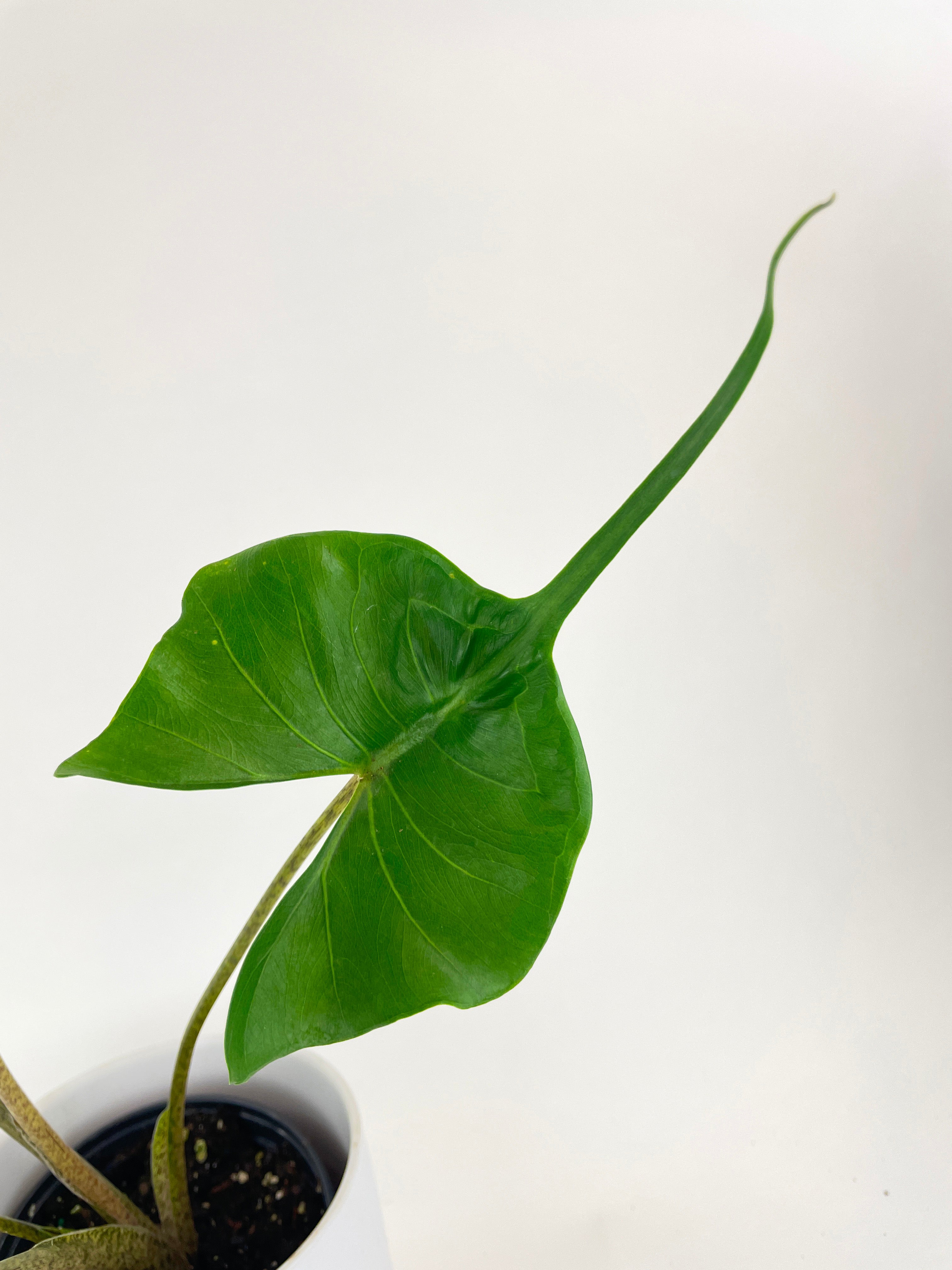 Alocasia ‘Stingray’ Macrorrhiza - Bumble Plants