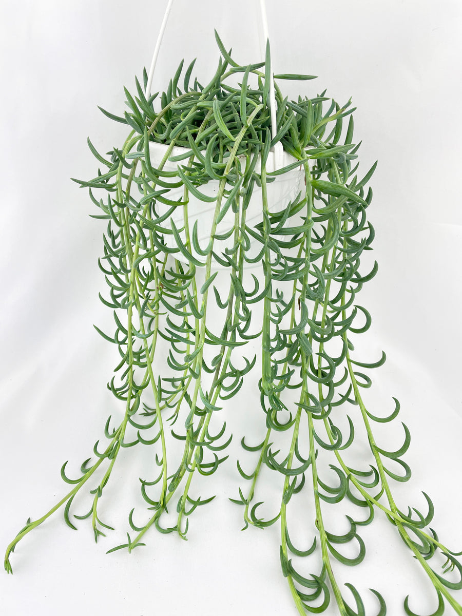 String of Fish Hooks – Bumble Plants