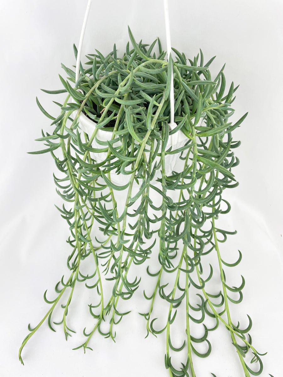 String of Fish Hooks – Bumble Plants