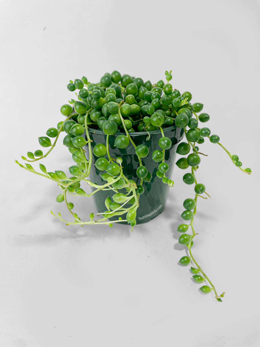 String of Pearls – Bumble Plants