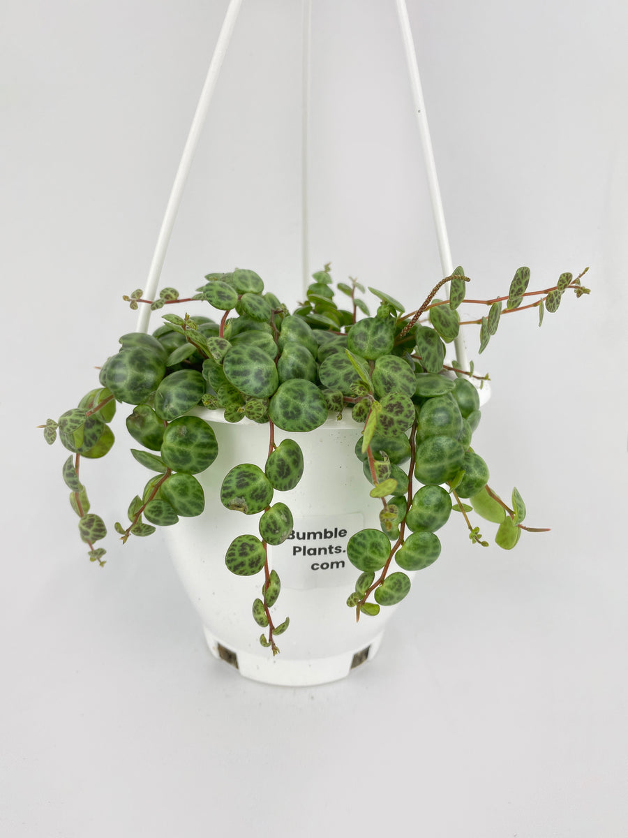 String of Turtles Succulent – Bumble Plants