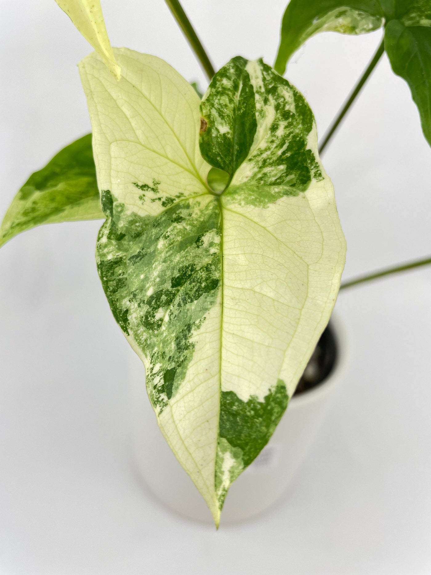 Syngonium Podophyllum Albo Variegata - Bumble Plants