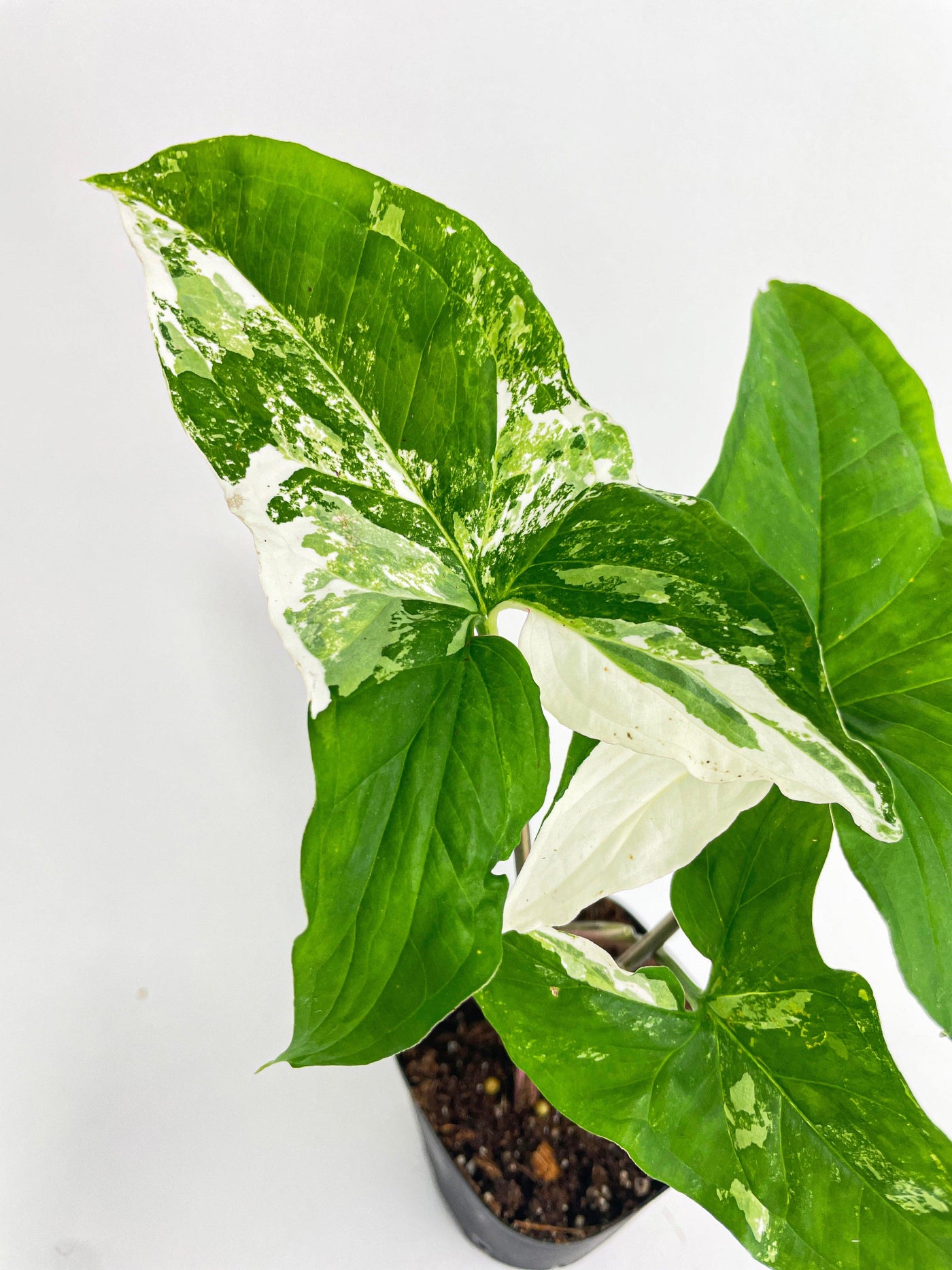 Syngonium Podophyllum Albo Variegata - Bumble Plants