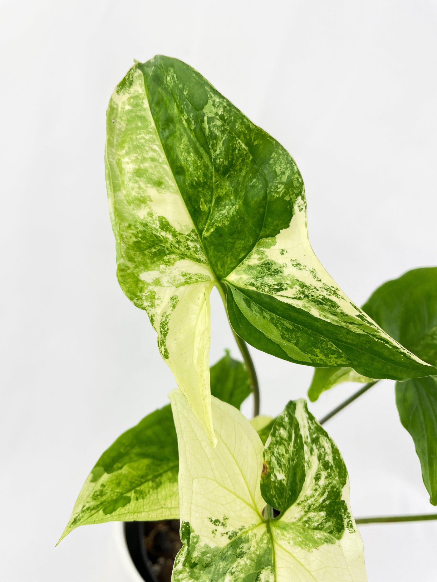 Syngonium Podophyllum Albo Variegata - Bumble Plants