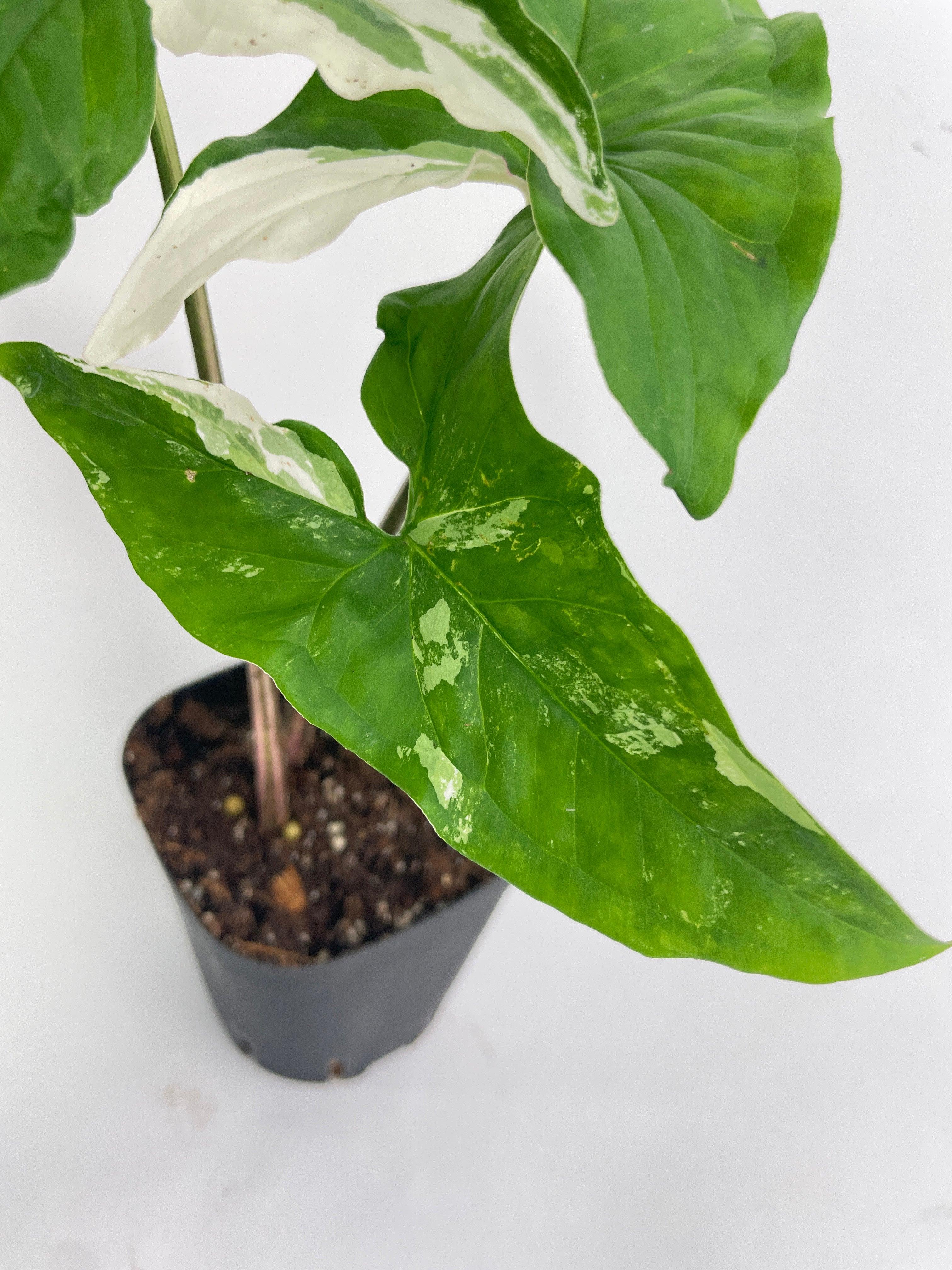 Syngonium Podophyllum Albo Variegata - Bumble Plants