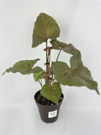 Syngonium Merry Dark Allusion - Bumble Plants