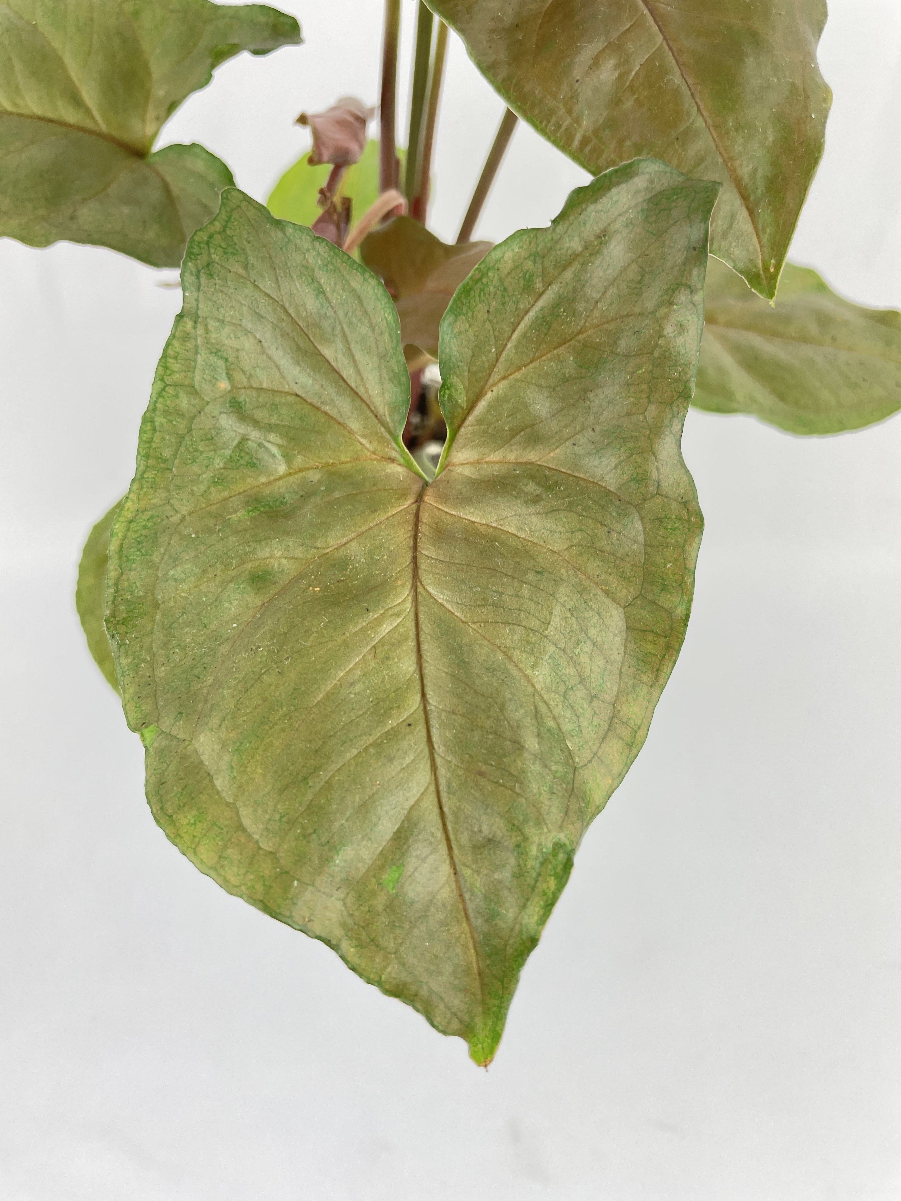 Syngonium Merry Dark Allusion - Bumble Plants