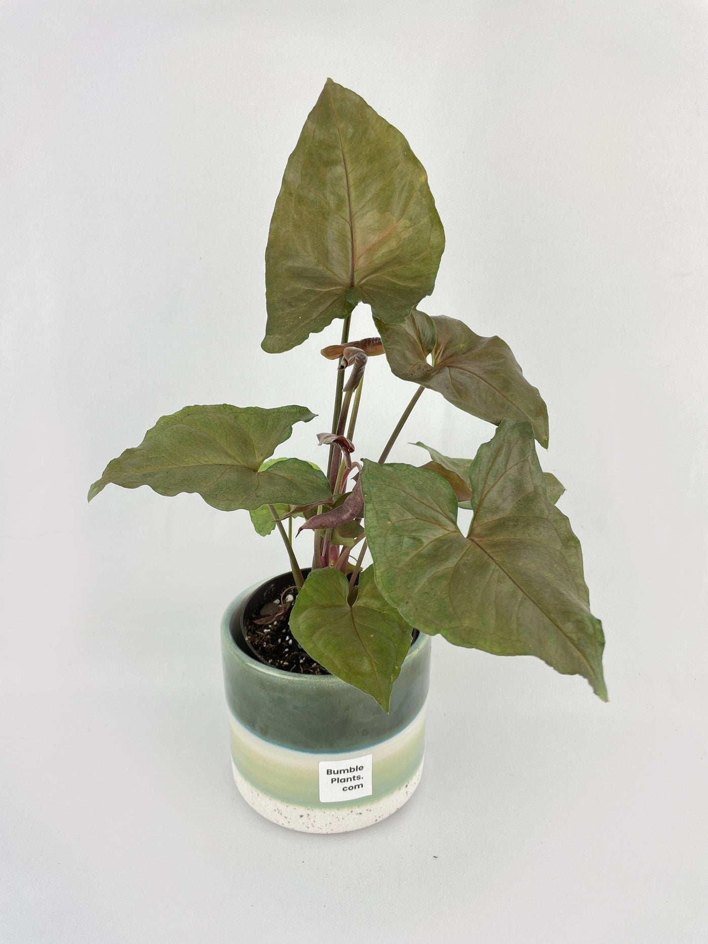 Syngonium Merry Dark Allusion - Bumble Plants