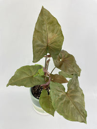 Syngonium Merry Dark Allusion - Bumble Plants