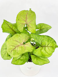 Syngonium Podophyllum 'Berry Allusion' - Bumble Plants