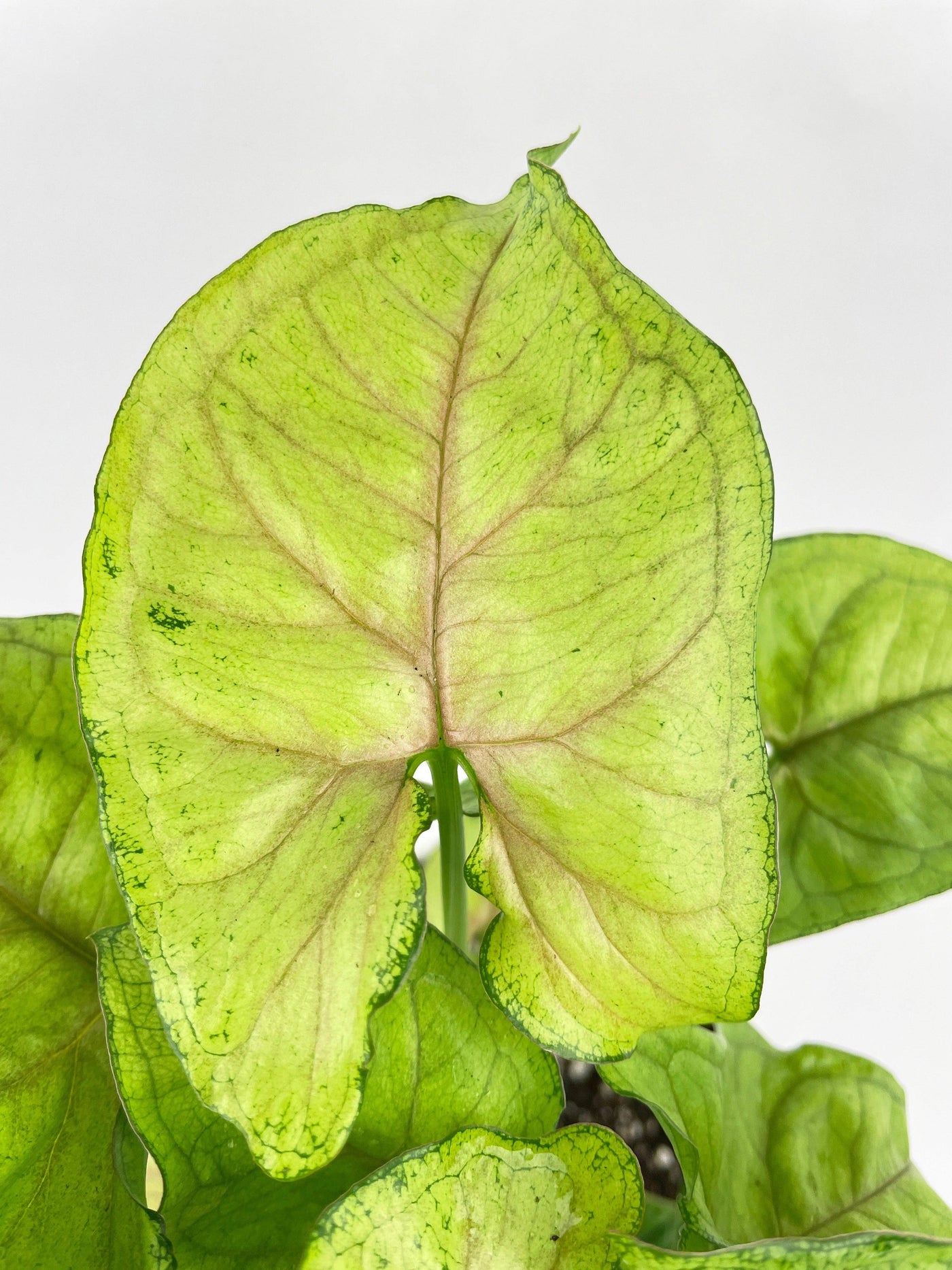 Syngonium Podophyllum 'Berry Allusion' - Bumble Plants