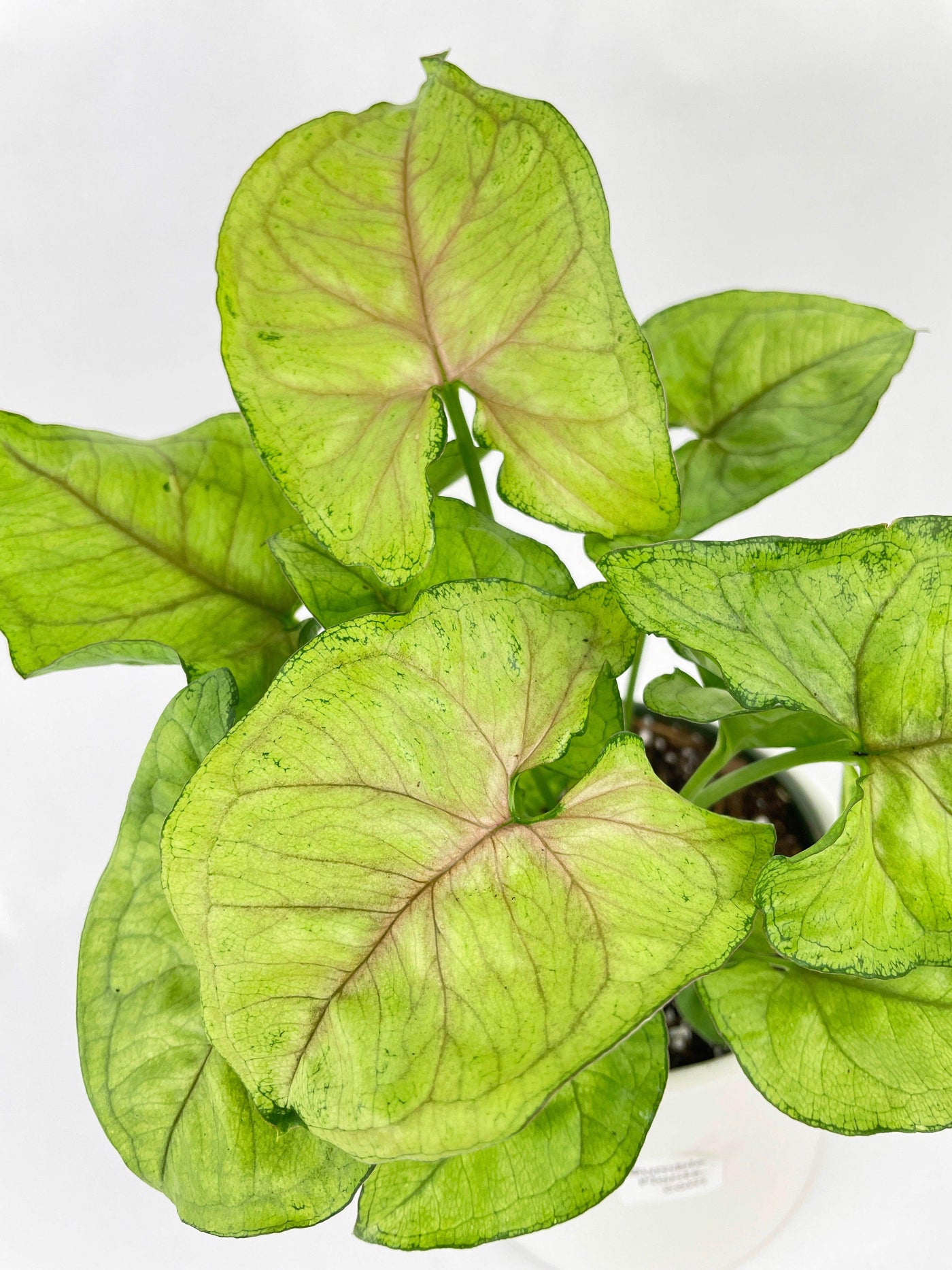 Syngonium Podophyllum 'Berry Allusion' - Bumble Plants