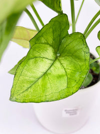 Syngonium Podophyllum 'Berry Allusion' - Bumble Plants