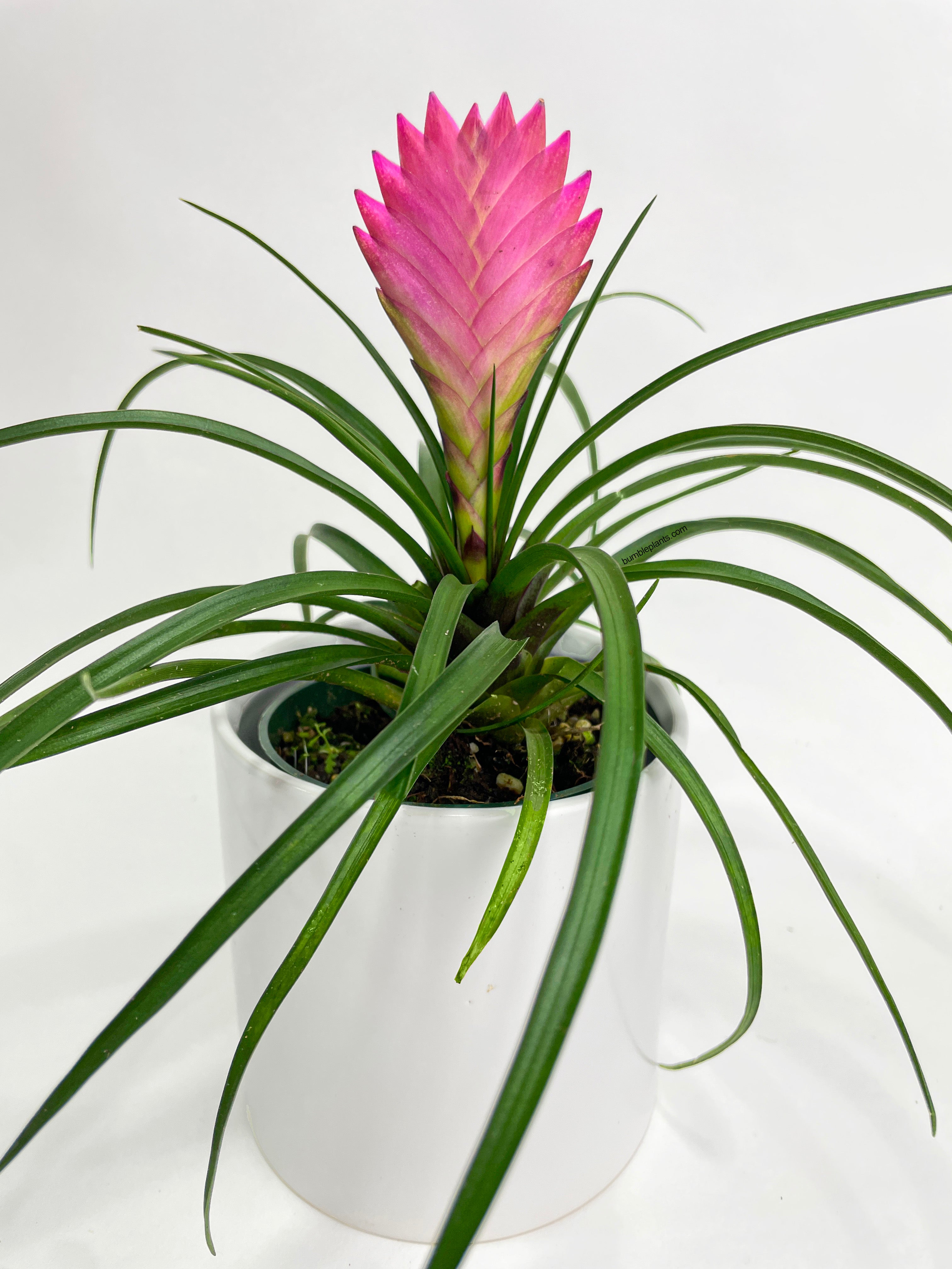 Tillandsia Cyanea 'Pink Quill' Bromeliad - Bumble Plants