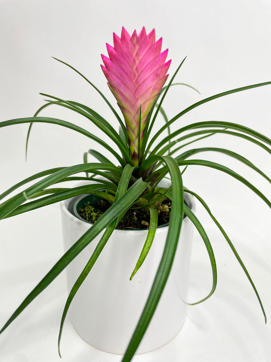 Tillandsia Cyanea 'Pink Quill' Bromeliad - Bumble Plants