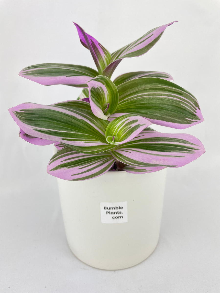 Tradescantia Bubblegum Lilac - Bumble Plants