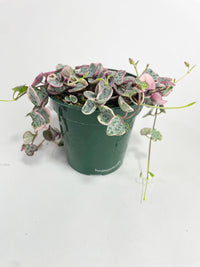 Variegated String of Hearts Succulent - Bumble Plants