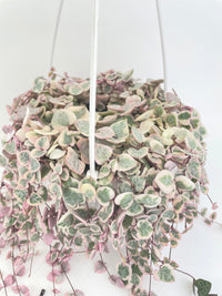 Variegated String of Hearts Succulent - Bumble Plants