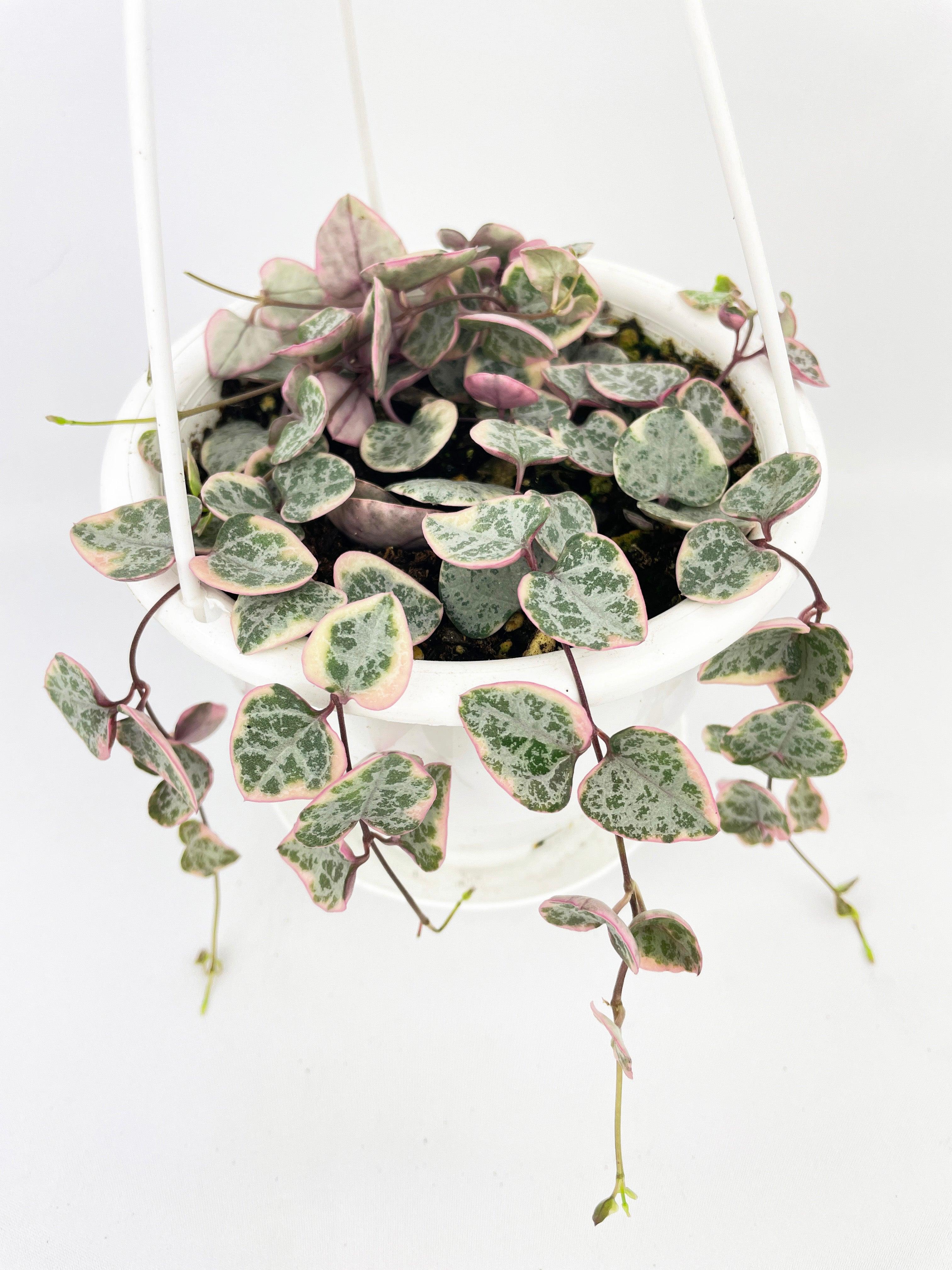 Variegated String of Hearts Succulent - Bumble Plants