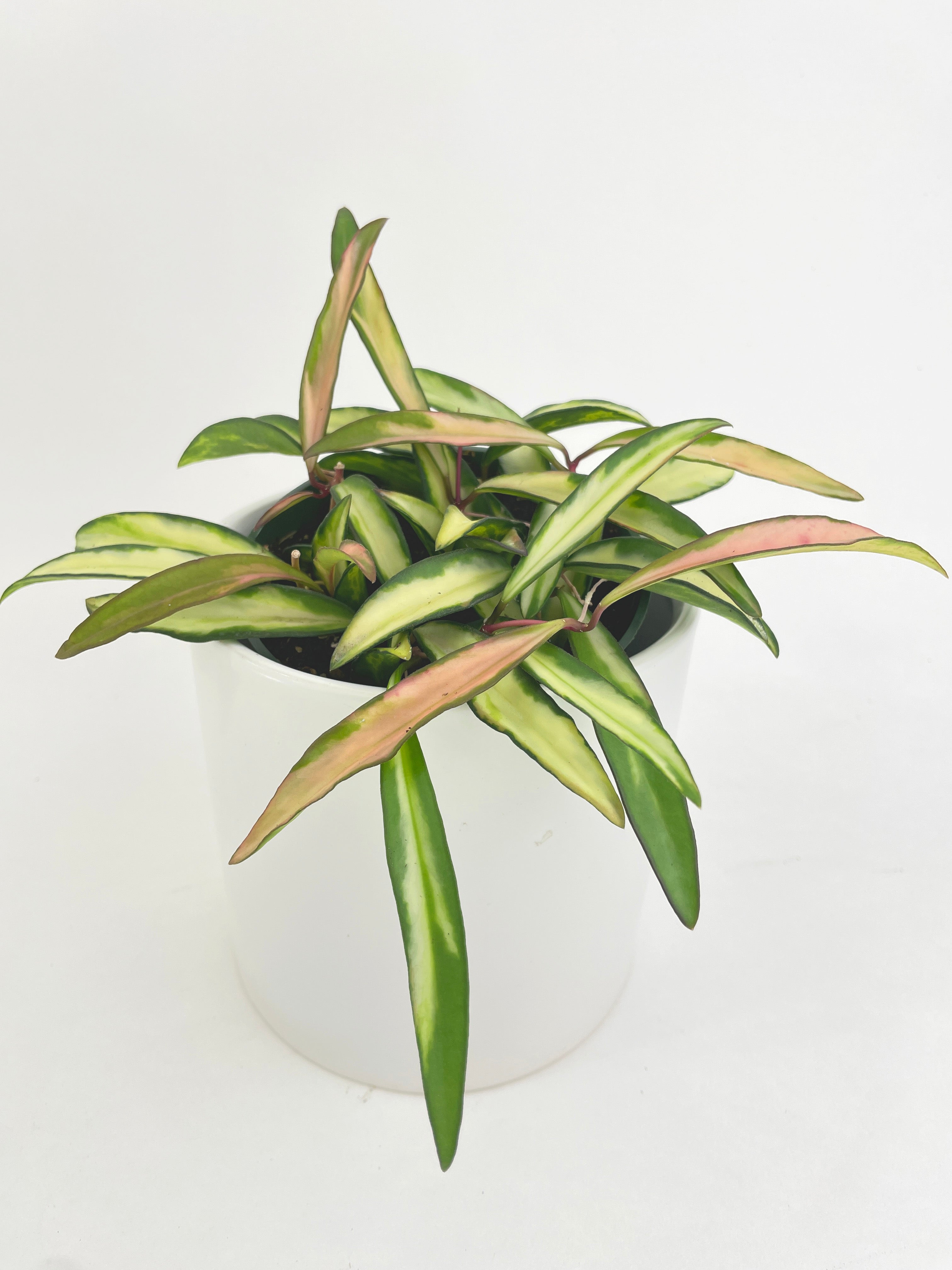 Variegated Hoya Wayetii - Bumble Plants