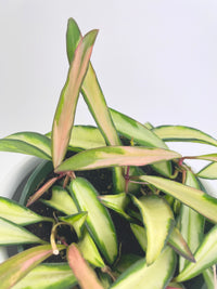 Variegated Hoya Wayetii - Bumble Plants