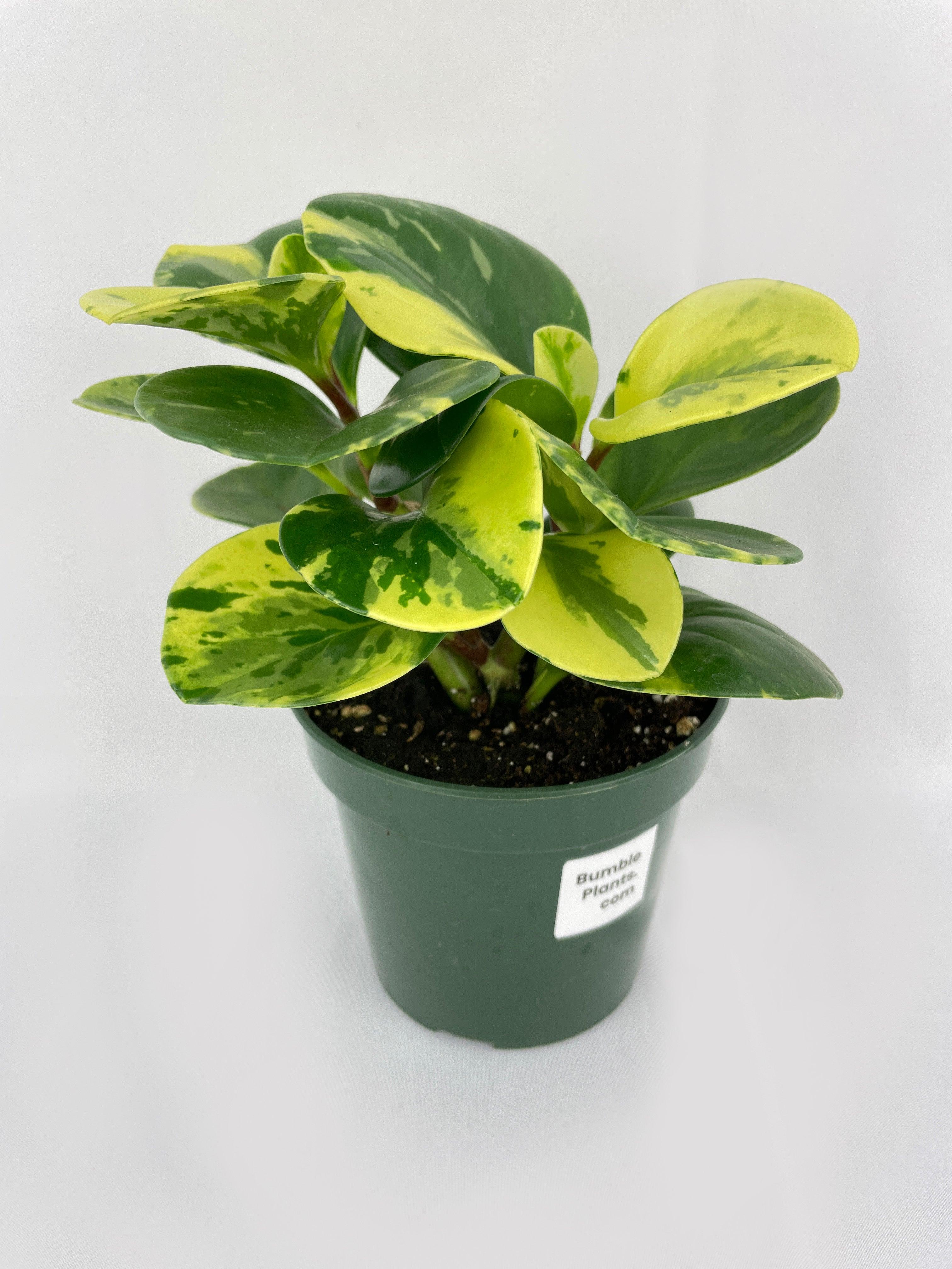 Variegated Peperomia Obtusifolia - Bumble Plants