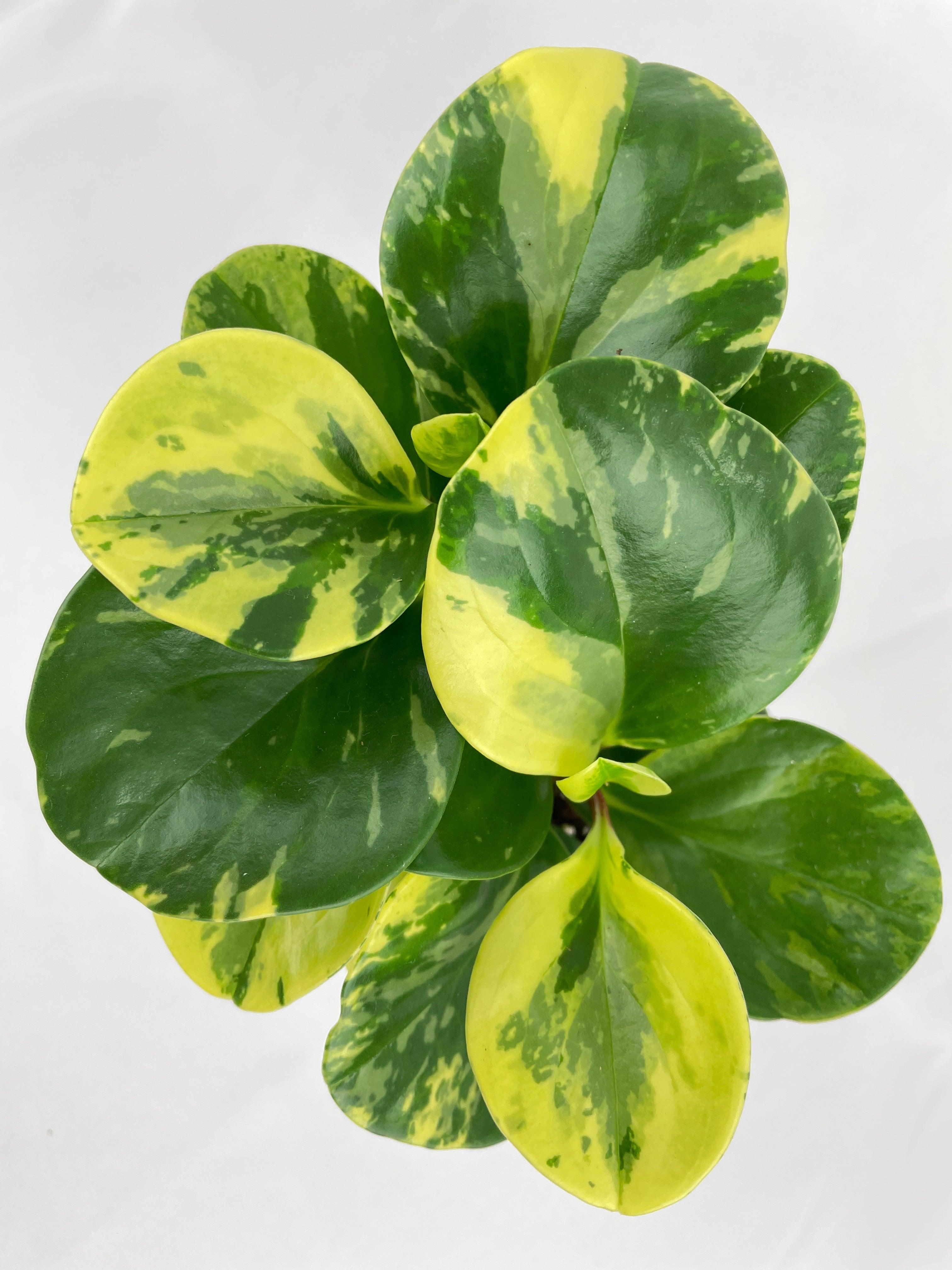 Variegated Peperomia Obtusifolia - Bumble Plants