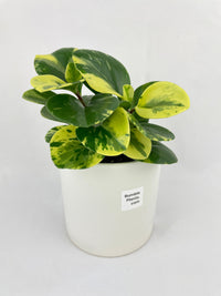 Variegated Peperomia Obtusifolia - Bumble Plants