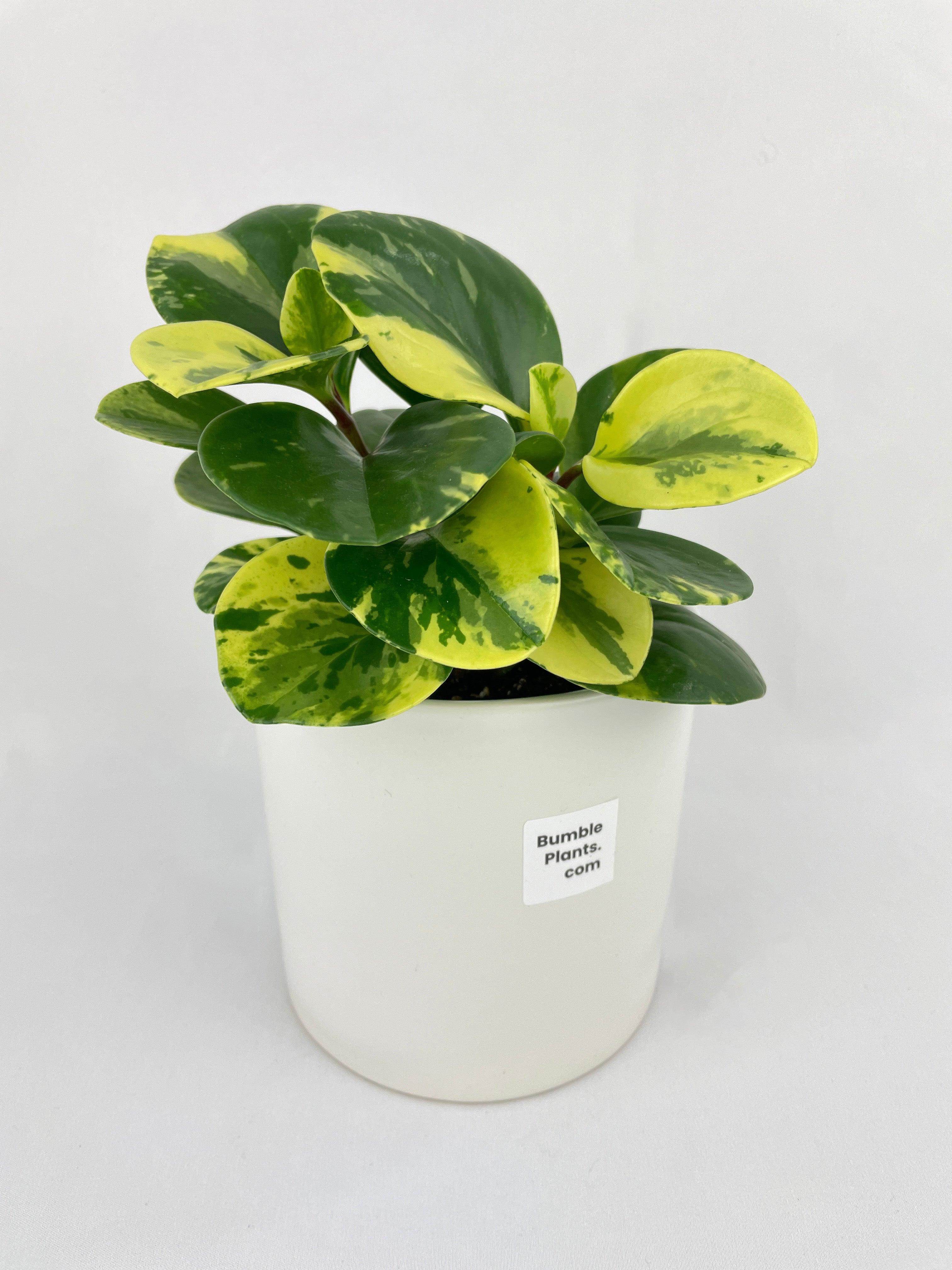 Variegated Peperomia Obtusifolia - Bumble Plants