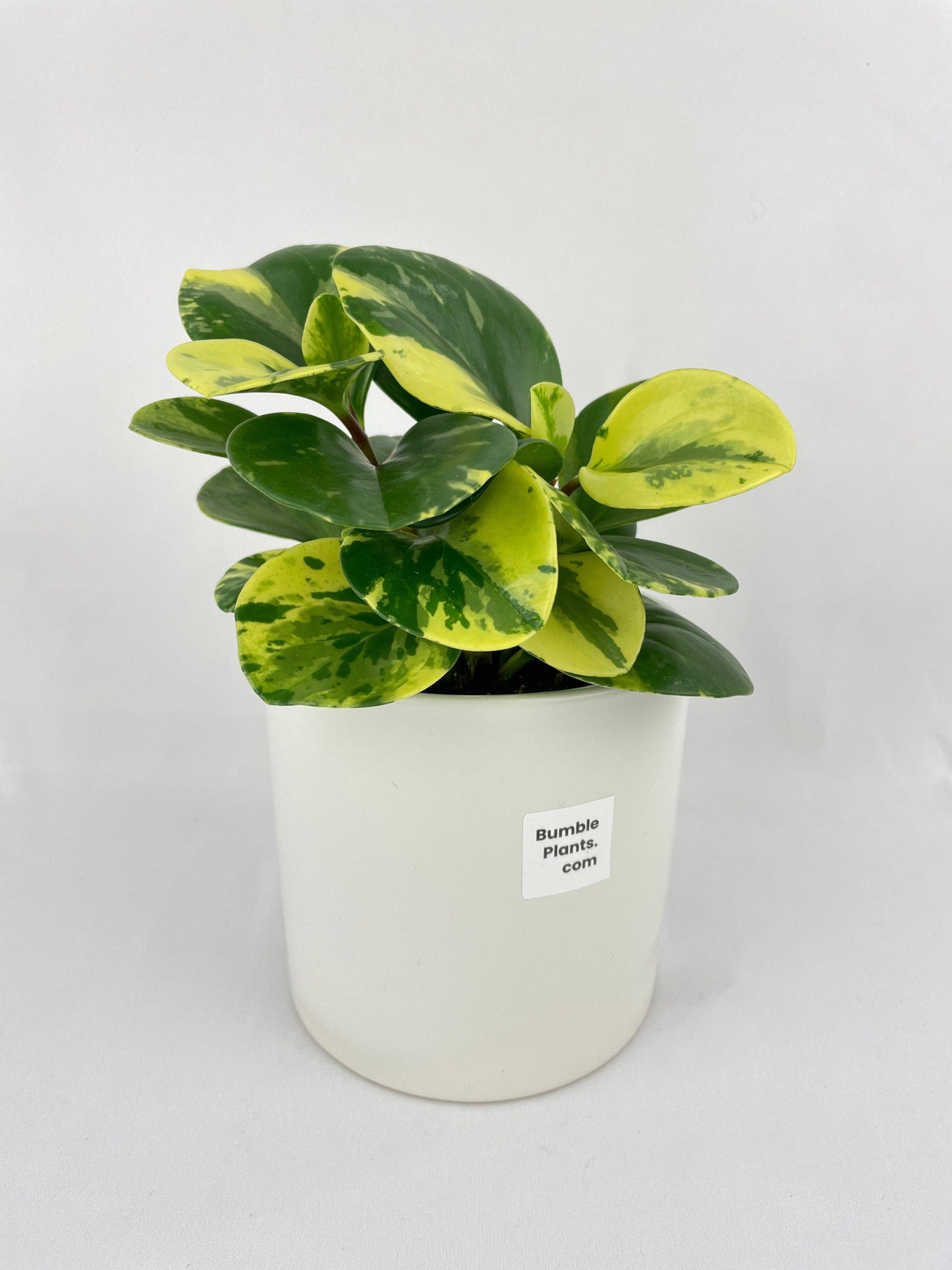 Variegated Peperomia Obtusifolia - Bumble Plants